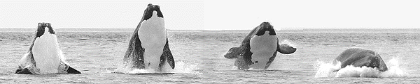 breaching right whale calf