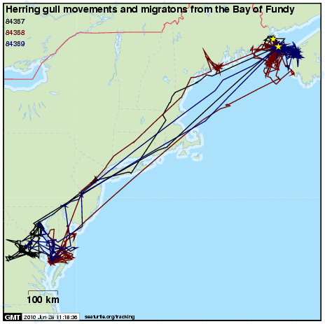 Herring Gull movements from Bay of Fundy to Chesapeake Bay
