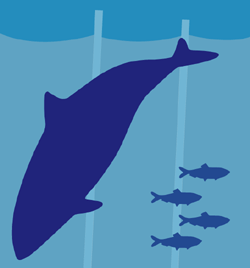 harbour porpoise release program logo
