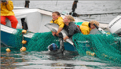 lifting porpoise into skiff