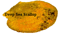 Deep Sea Scallop