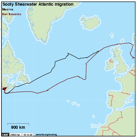 satellite track of 2 sooty shearwaters