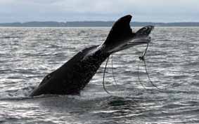 Entangled humpback whale Sodapop