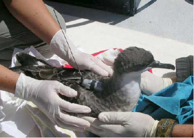 Greater shearwater with satellite tag